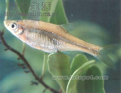 ̨ϸRasborinus formosaeĿƣǿƣϸӢTaiwan lesser-bream