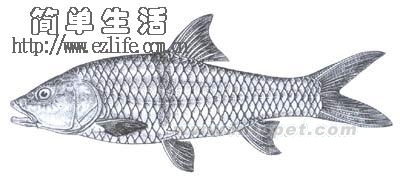 ϿHampala macrolepidotaĿƣǿƣϿ׳ƣͺ죨룩ӢGrooved isthmus barbel